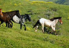 USA-California-Wild Mustangs - A Living Legacy